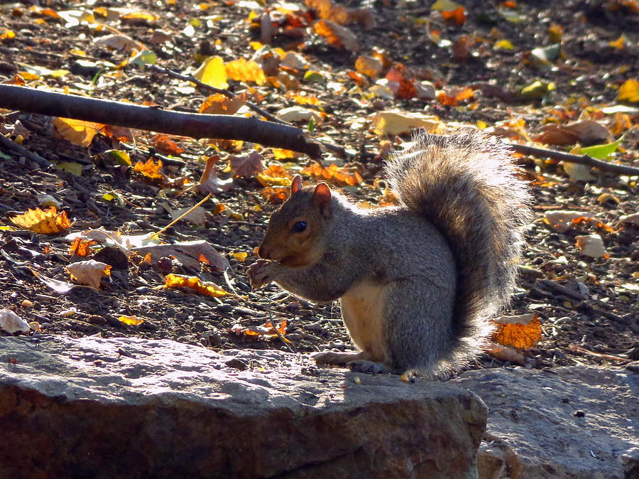Sunny Squirrel Photograph by Joseph Skompski
