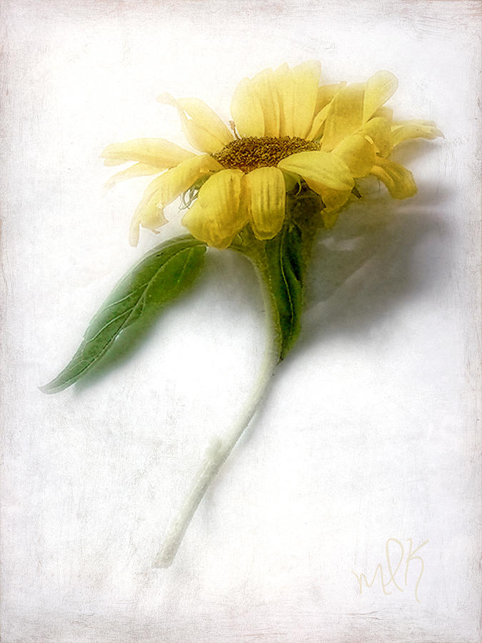 Sunny Sunflower #3 Photograph by Louise Kumpf