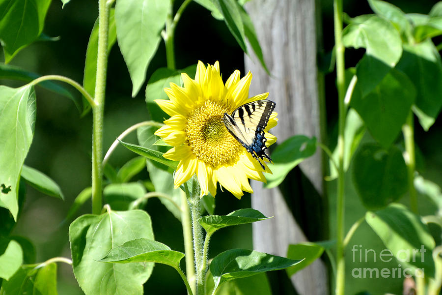 Sunny Sunflower and Swallowtail Photograph by Lila Fisher-Wenzel