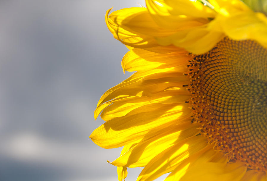 Sunny Sunflower Photograph by Cheryl Baxter