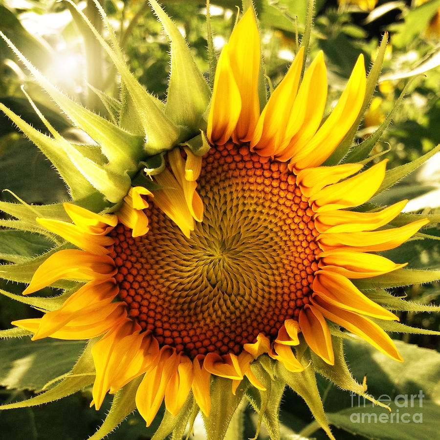 Sunny Sunflower Photograph by Chris Scroggins