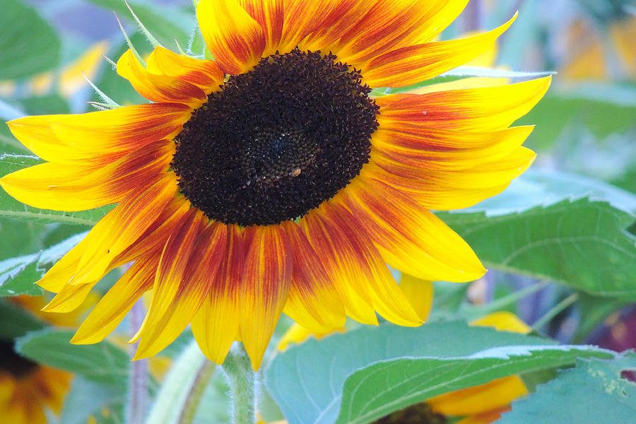 Sunny Sunflower Photograph by Greni Graph