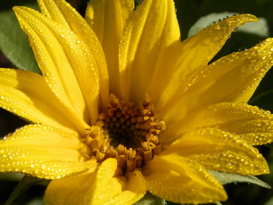 Sunny Sunflower Dew Photograph by Belinda Lee