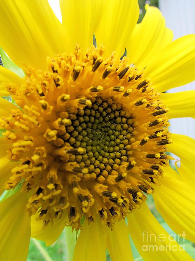Sunny Sunflower Photograph by Elizabeth Dow