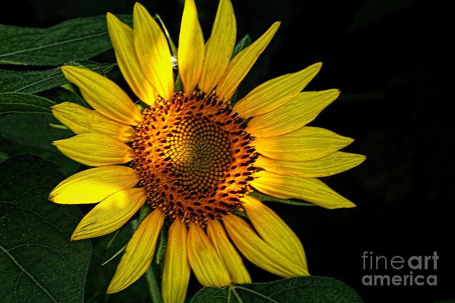 Sunny Sunflower Photograph by Irene Dowdy - Fine Art America