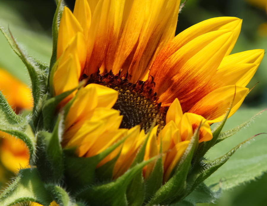 Sunny Sunflower Photograph by Jane Luxton