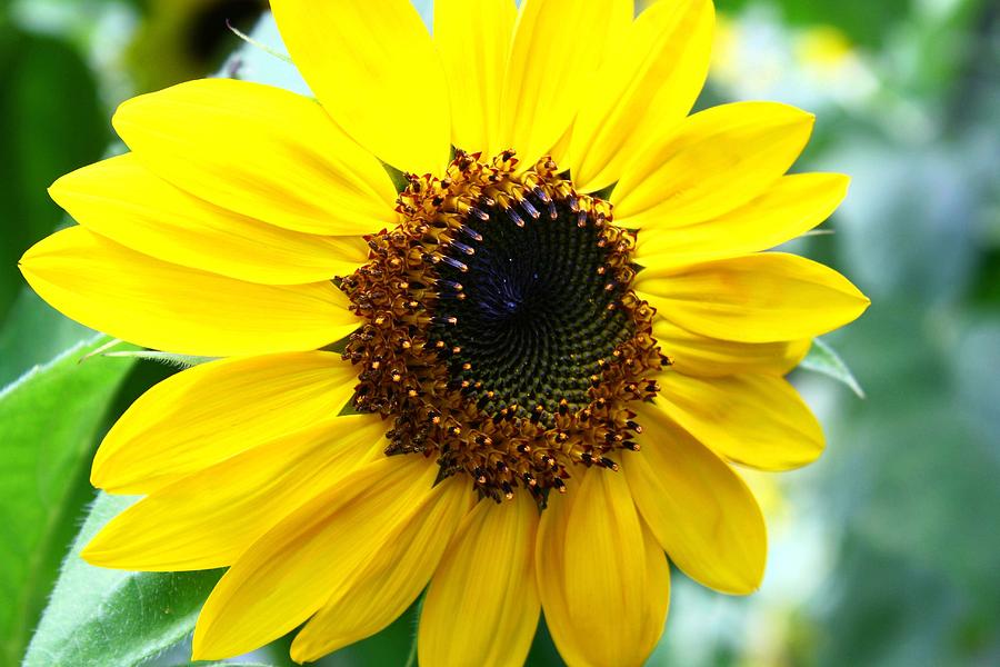 Sunny Sunflower Photograph by Veronica Vandenburg - Fine Art America