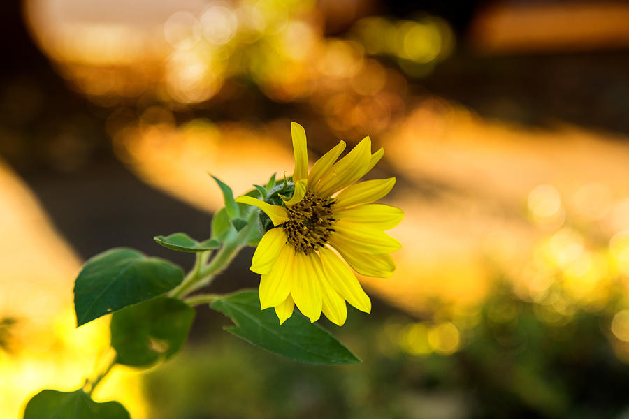 Sunny sunflower Photograph by Kunal Mehra