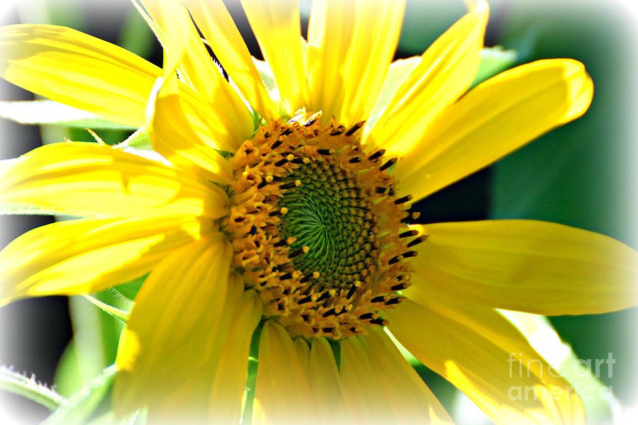 Sunny Sunflower  Photograph by Lila Fisher-Wenzel
