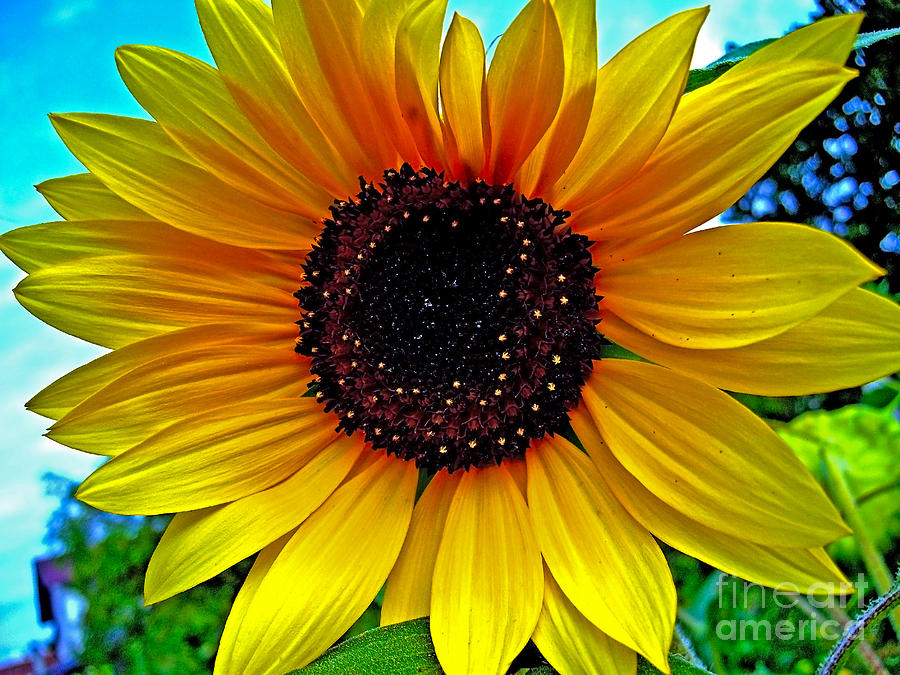 Sunny Sunflower  Photograph by Nina Ficur Feenan