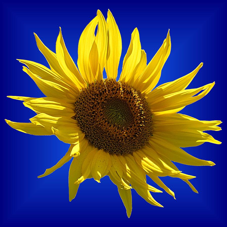 Sunny Sunflower on Blue Photograph by MTBobbins Photography