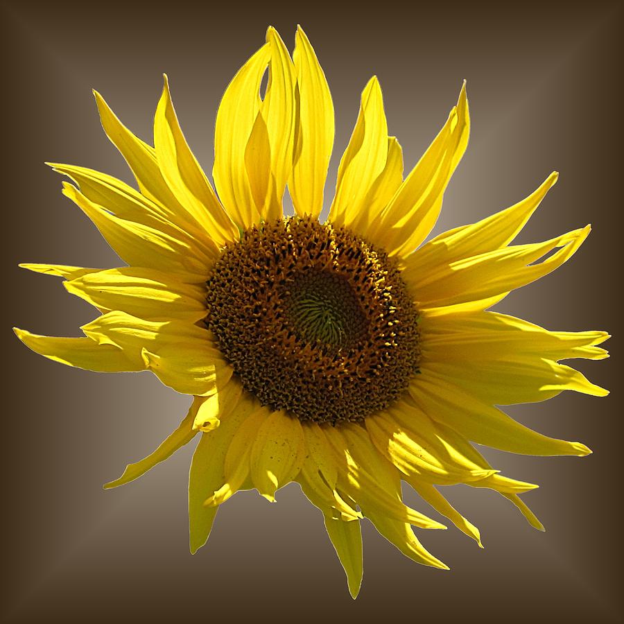 Sunny Sunflower on Brown Photograph by MTBobbins Photography