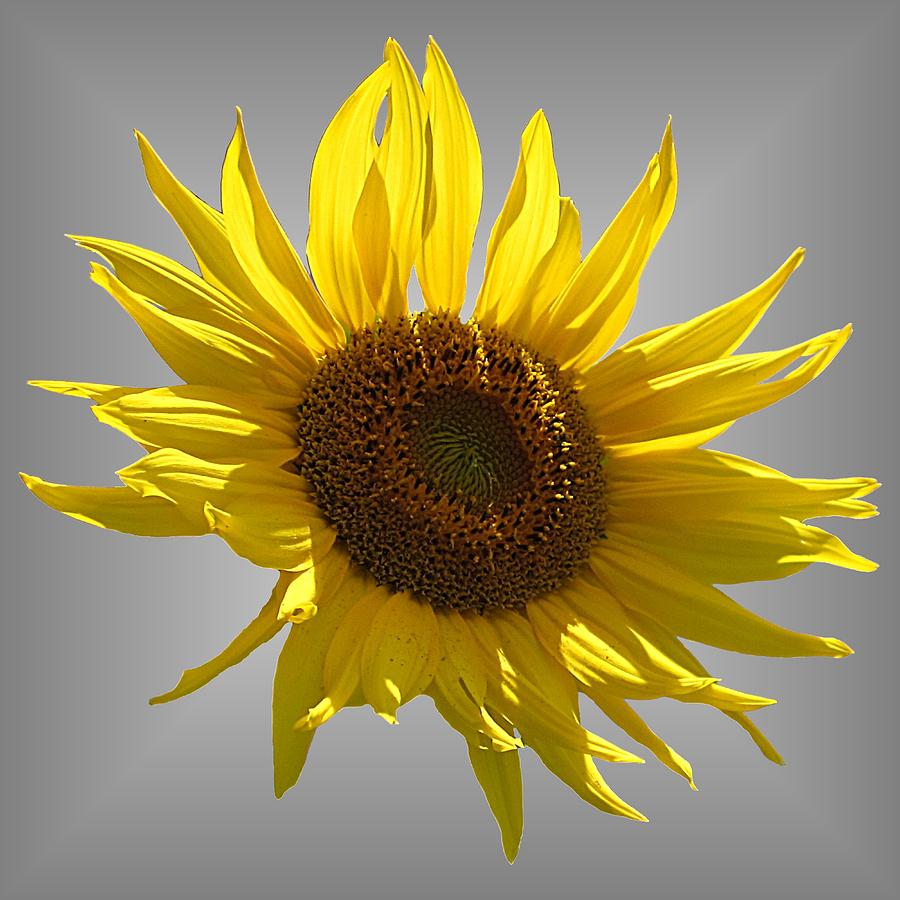 Sunny Sunflower on Gray Photograph by MTBobbins Photography