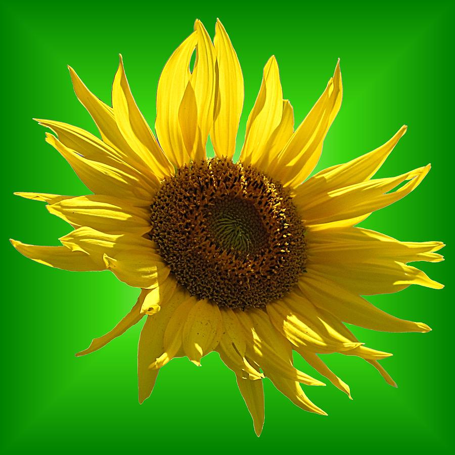 Sunny Sunflower on Green Photograph by MTBobbins Photography