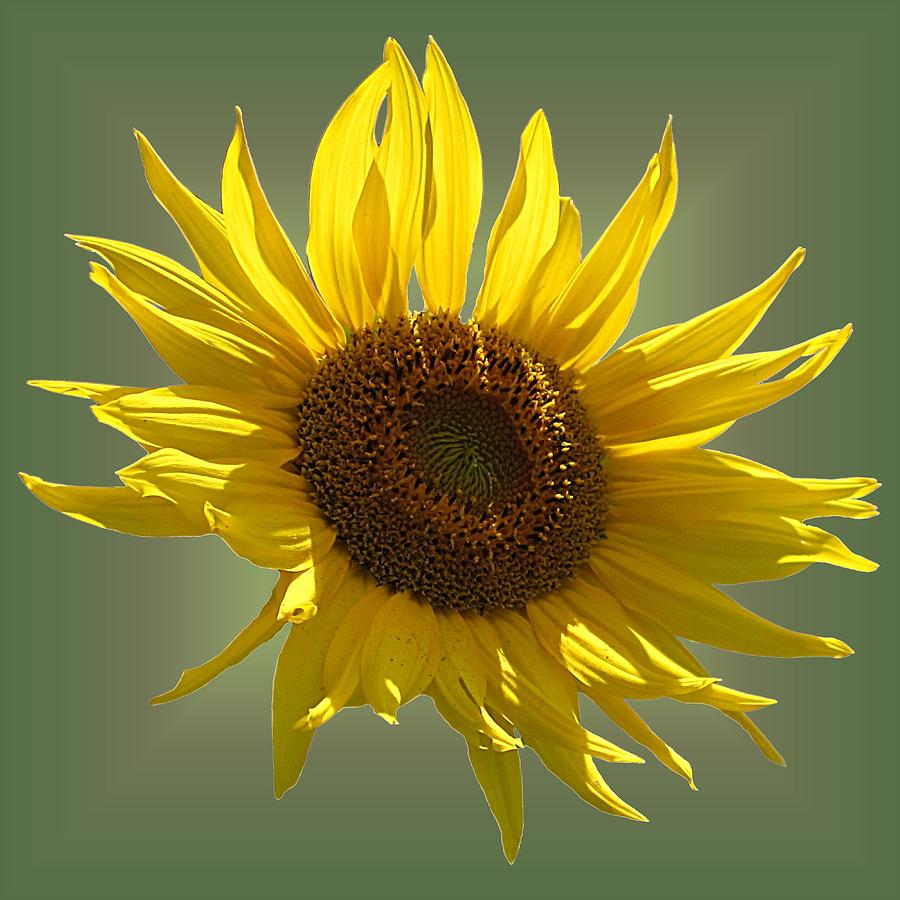 Sunny Sunflower on Olive Photograph by MTBobbins Photography