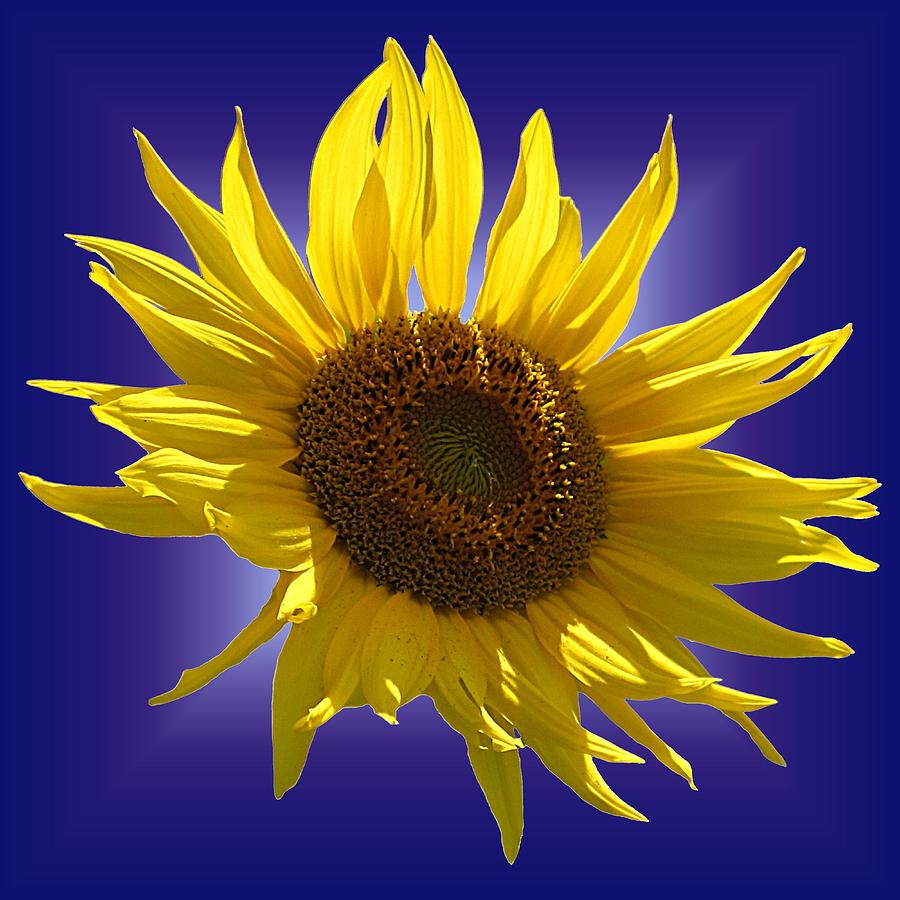 Sunny Sunflower on Purple Photograph by MTBobbins Photography