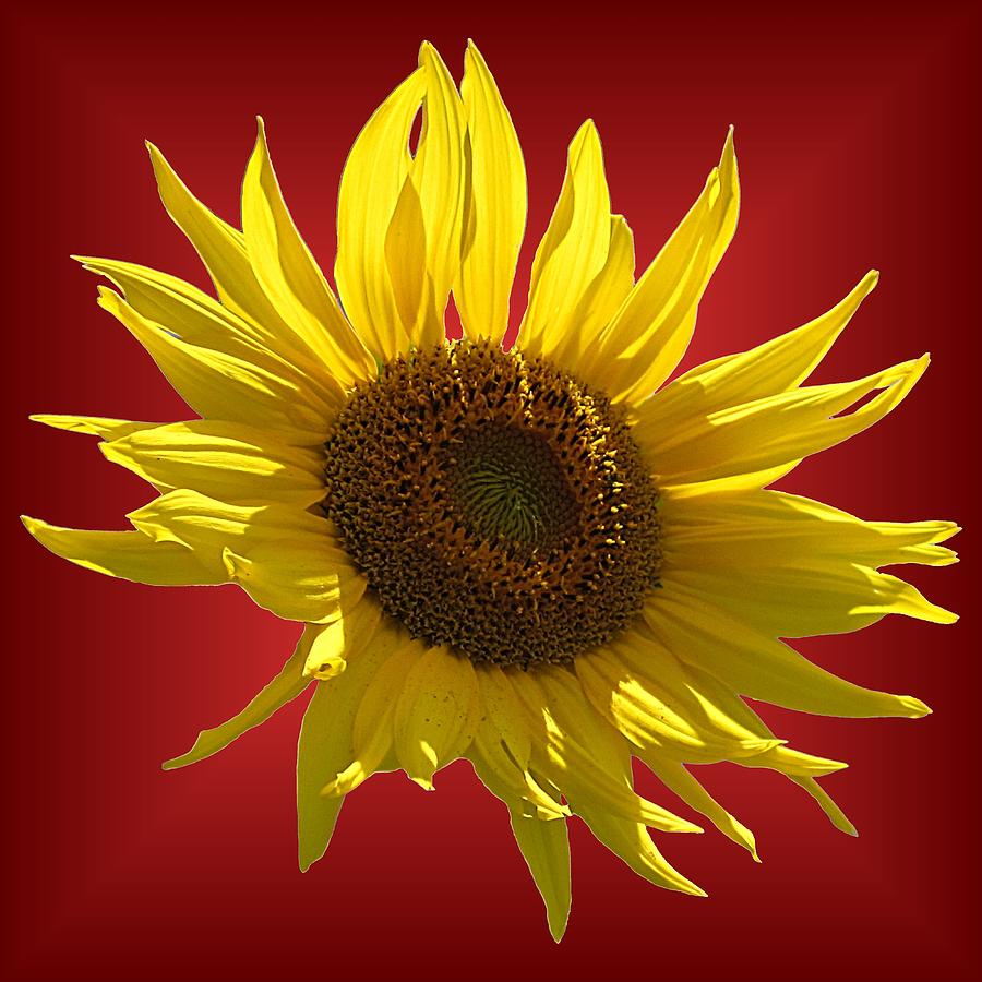 Sunny Sunflower on Red Photograph by MTBobbins Photography