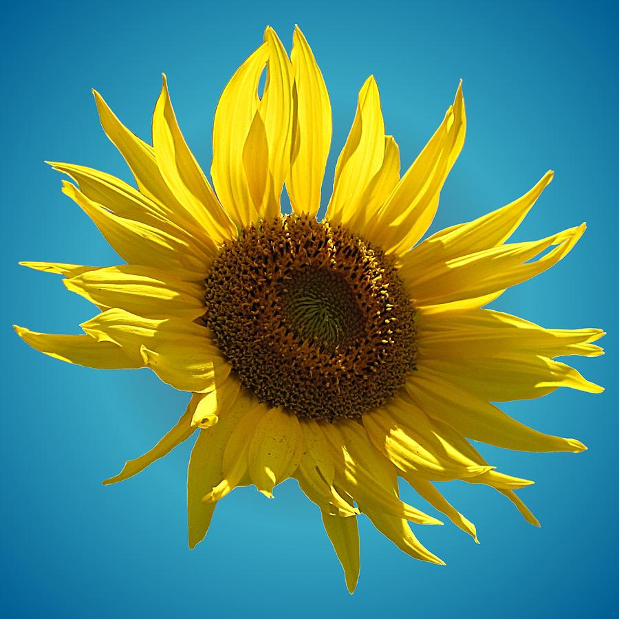 Sunny Sunflower on Sky Blue Photograph by MTBobbins Photography