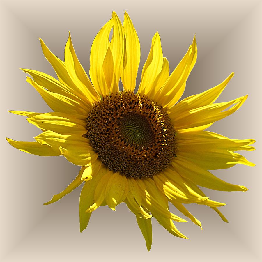 Sunny Sunflower on Tan Photograph by MTBobbins Photography