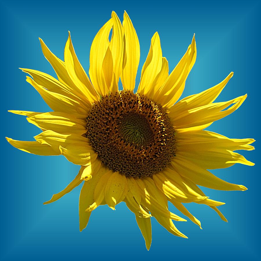 Sunny Sunflower on Teal Starburst Photograph by MTBobbins Photography