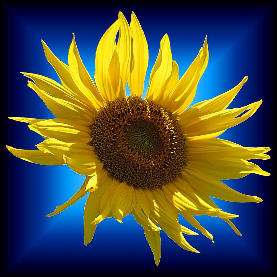 Sunny Sunflower on the Blues Photograph by MTBobbins Photography