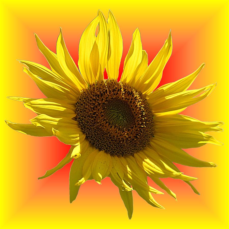 Sunny Sunflower on Warm Colors Photograph by MTBobbins Photography