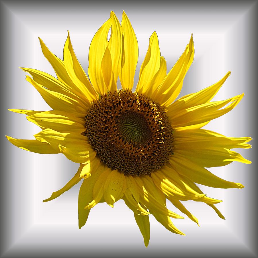 Sunny Sunflower on White Photograph by MTBobbins Photography