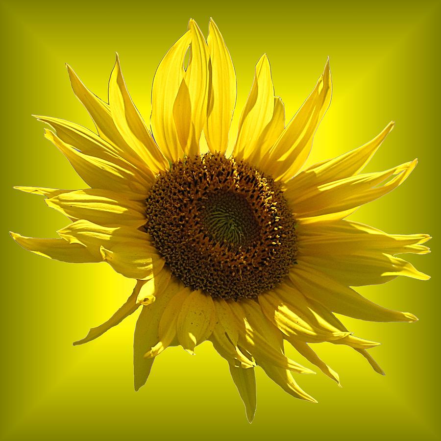 Sunflower Photograph - Sunny Sunflower on Yellow by MTBobbins Photography