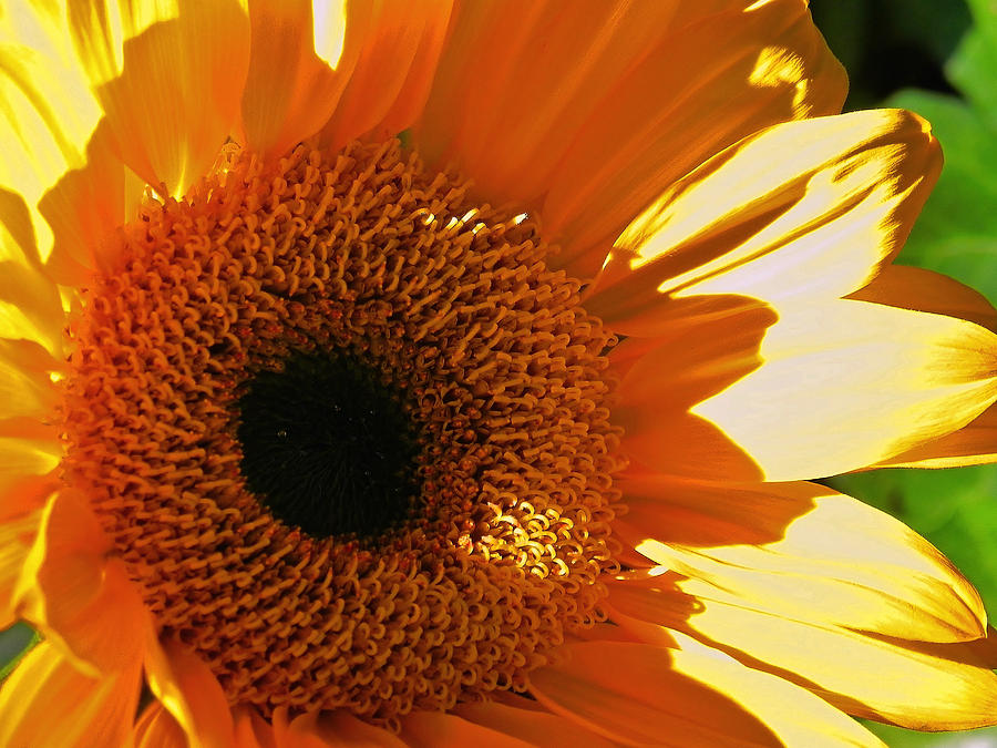Sunny SunFlower Photograph by Patricia Greer