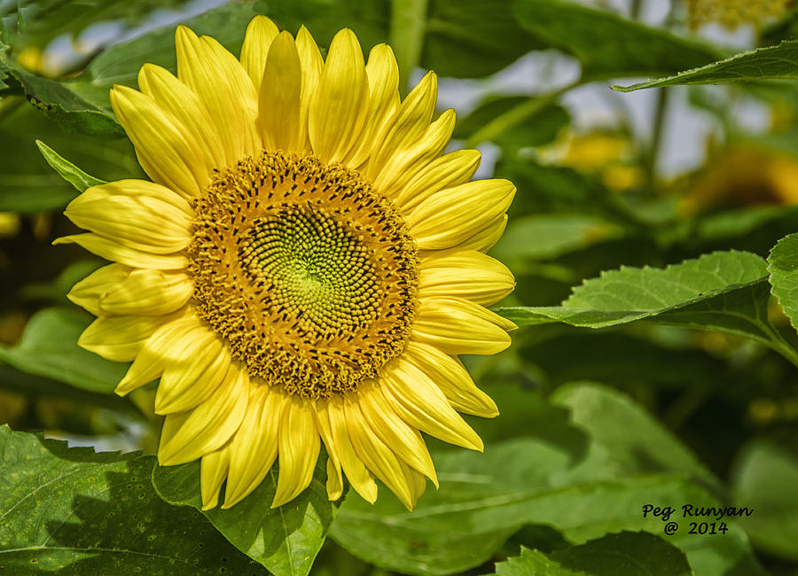 Sunny Sunflower Photograph by Peg Runyan