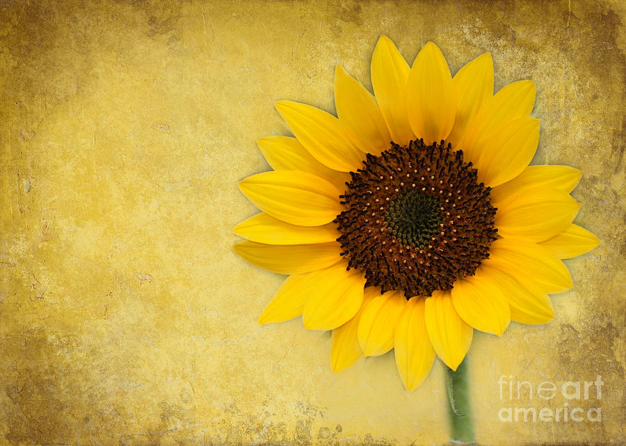Sunny Sunflower Photograph by Sabrina L Ryan