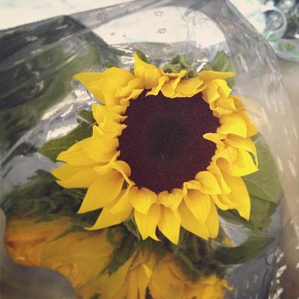 Sunny Sunflower. Thanks!!! #durtythirty Photograph by Charmane Foo