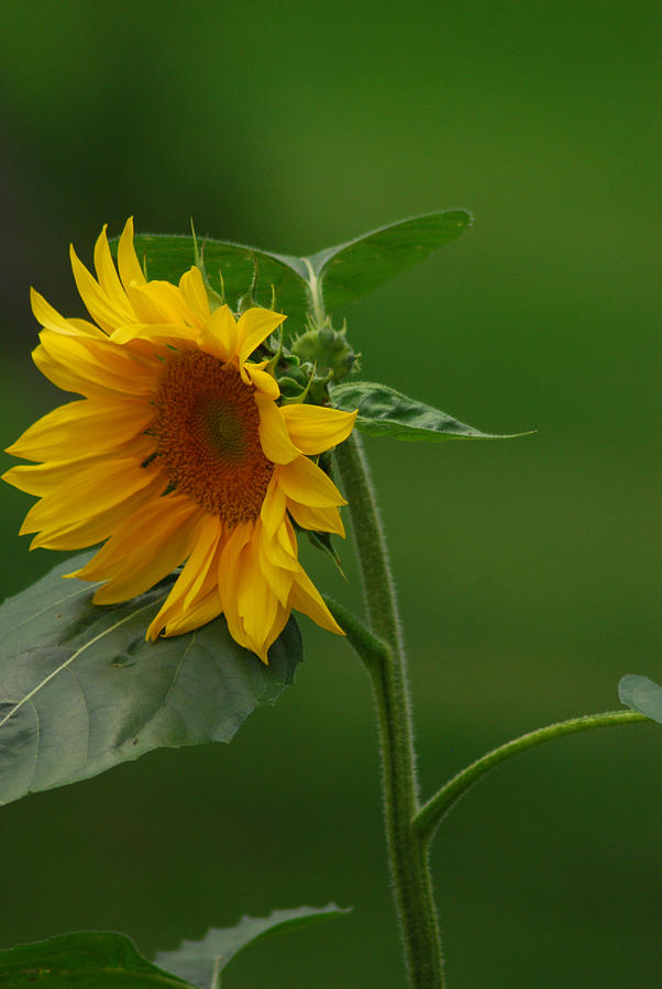 Sunny Sunflower Photograph by Wanda Jesfield