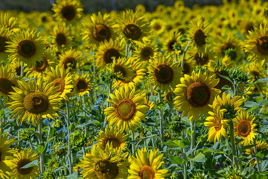 Sunny Sunflowers Photograph by Garry Gay