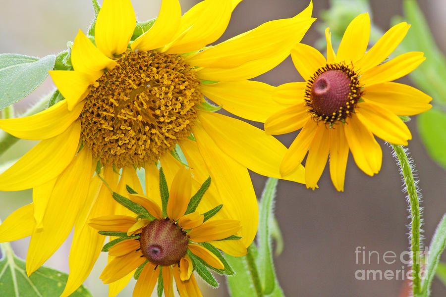 Sunny Sunflowers Photograph by Luana K Perez