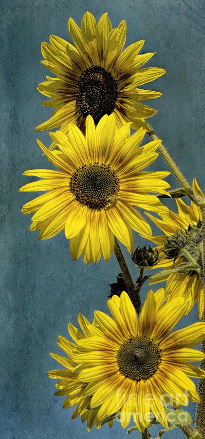 Sunny Sunflowers Photograph by Peggy Hughes