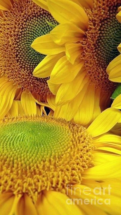 Sunny Sunflowers Photograph by Susan Garren