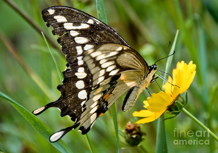 Sunny Swallowtail Photograph by Cheryl Baxter