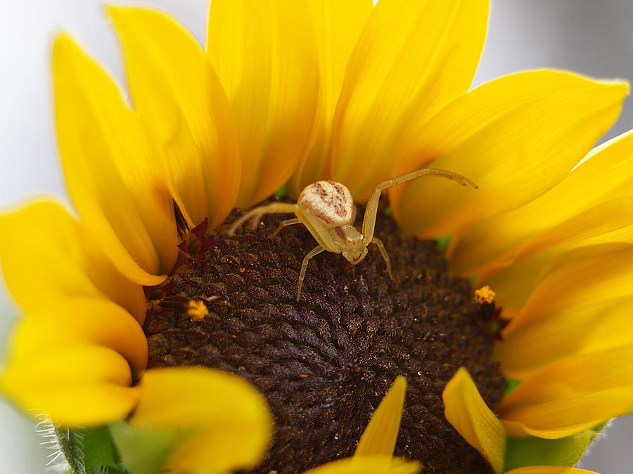Sunny the Spider Photograph by HW Kateley