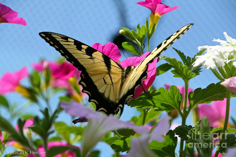 Sunny Tiger Swallowtail  Photograph by Susan Herber