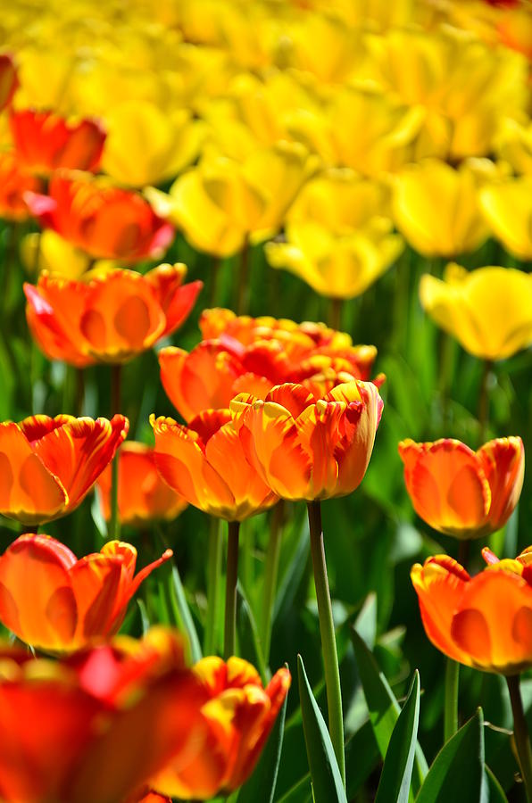 Tulip Photograph - Sunny tulips by Gynt