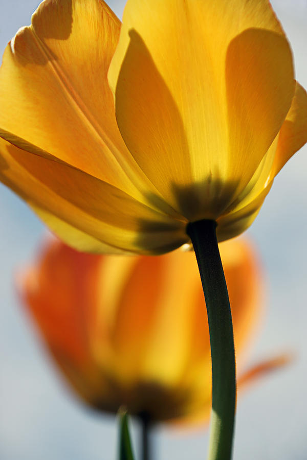 Sunny Tulips Photograph by Leda Robertson