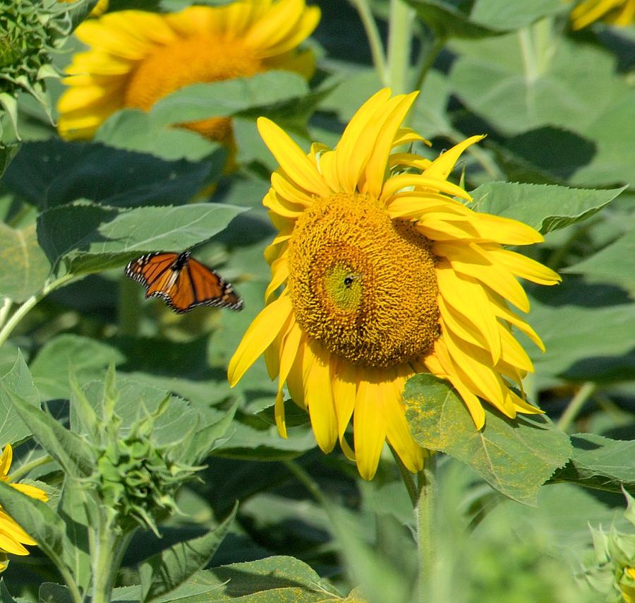 Sunny Visitor Photograph by Linda Barone - Fine Art America