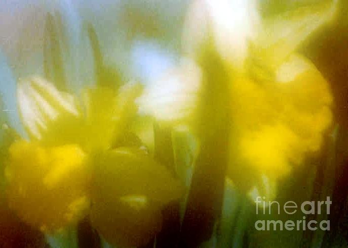 Sunny Yellow Daffodils Photograph by Michael Hoard