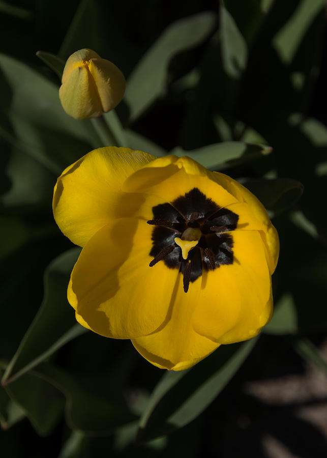 Sunny Yellow in the Shadows - a Cheerful Spring Tulip Photograph by Georgia Mizuleva