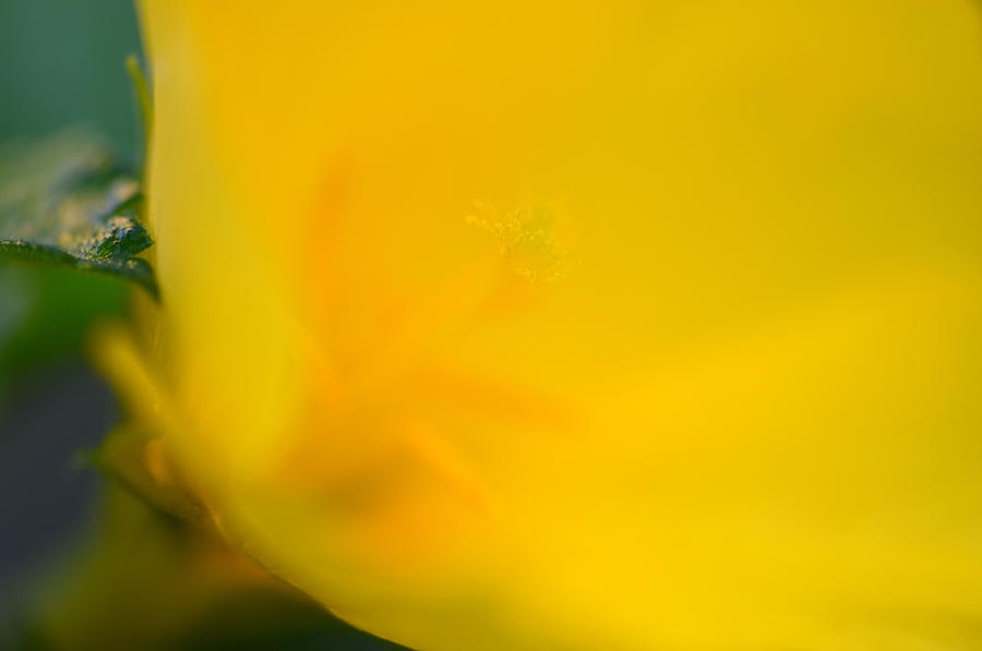 Sunny Yellow Photograph
