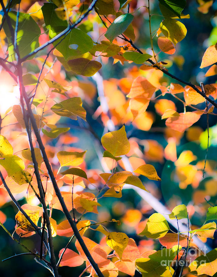Sunny Yellow Leaves Photograph by Sonja Quintero