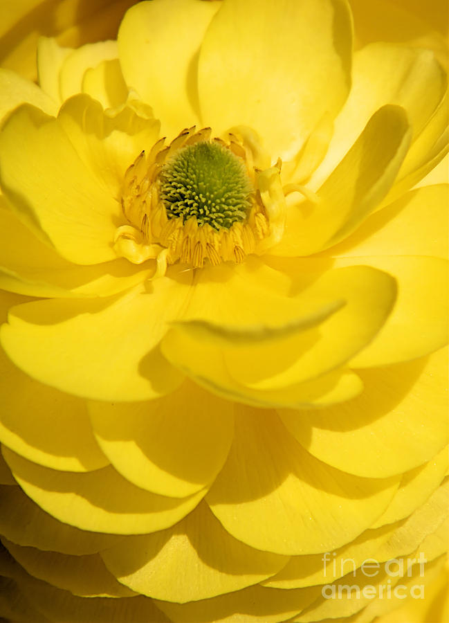 Sunny Yellow Ranunculus Flower Photograph by Sharon Woerner