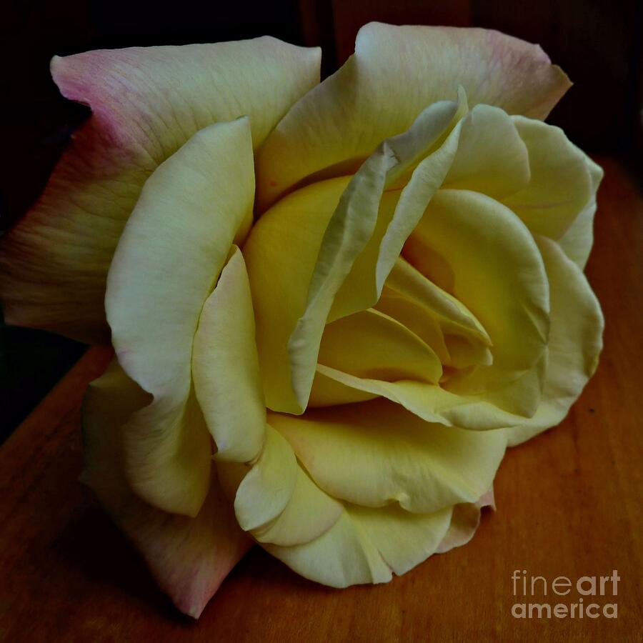 Sunny Yellow Rose Photograph by Patricia Strand