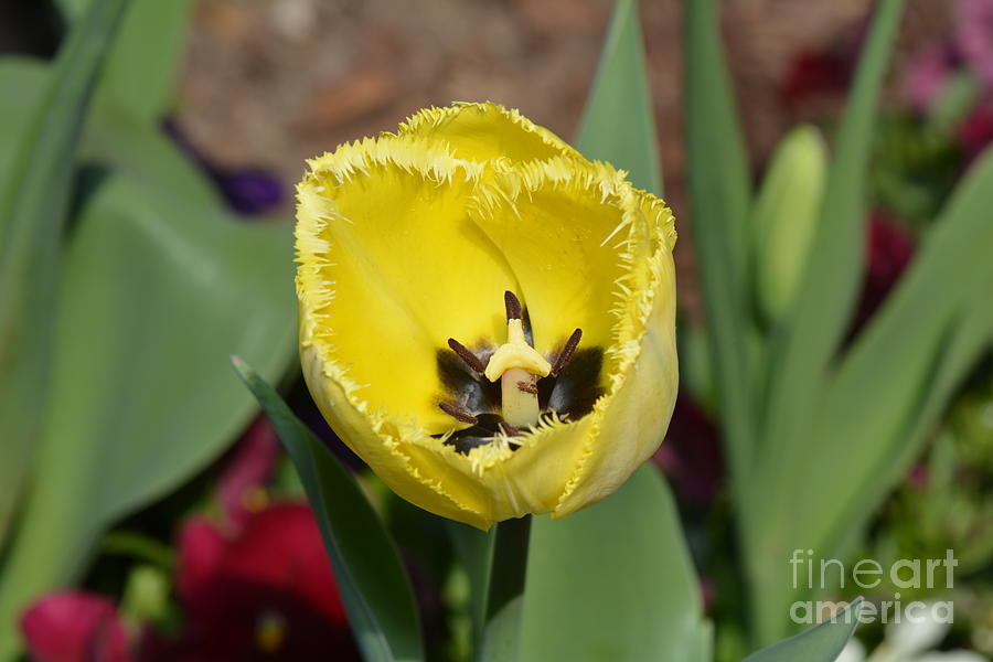 Sunny Yellow Tulips Series  Picture E Photograph by Barb Dalton
